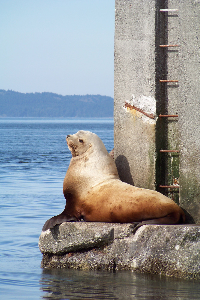Blackfish Tours by Outer Island Expeditions | 2201 Skyline Way, Anacortes, WA 98221, USA | Phone: (360) 376-3711