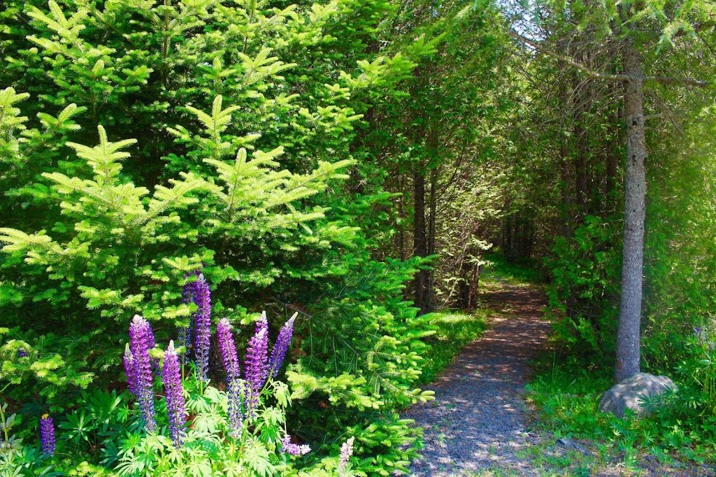 1 & Only Riverside Accommodations | 63 Cottage Dr, Sable River, NS B0T 1V0, Canada | Phone: (902) 656-3071