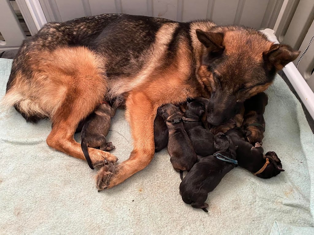 Fire River German Shepherds | Route 116 Upper, Rexton, NB E4W 3C5, Canada | Phone: (506) 899-2350