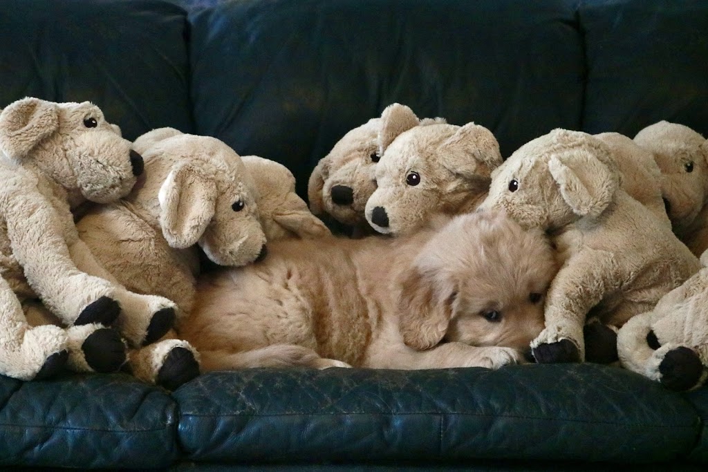 Roaming Rovers Dog Kennels Inc. | 265 Holland Rd, Fletchers Lake, NS B2T 1A1, Canada | Phone: (902) 497-5191