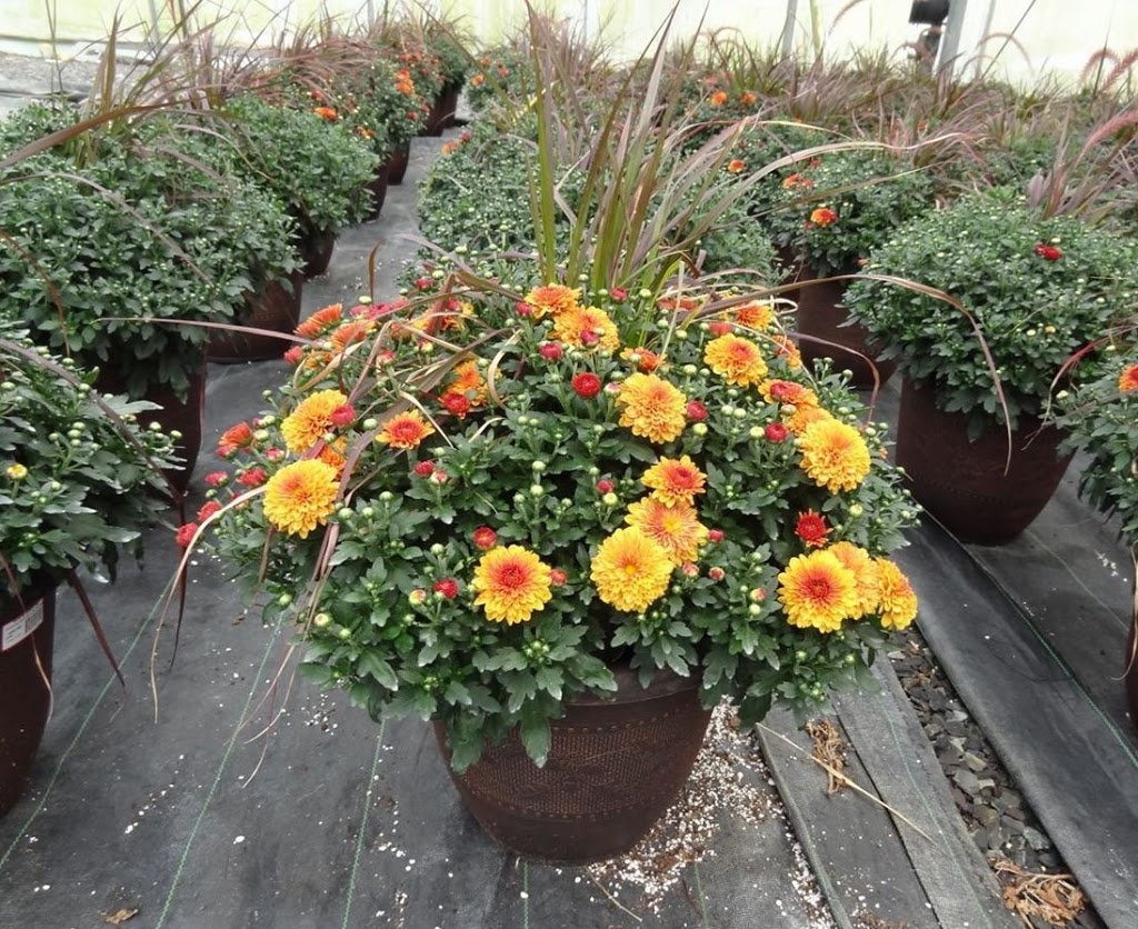 DMP Flowers and Gifts | 1003 Brock St S, Whitby, ON L1N 4L7, Canada | Phone: (905) 666-8173