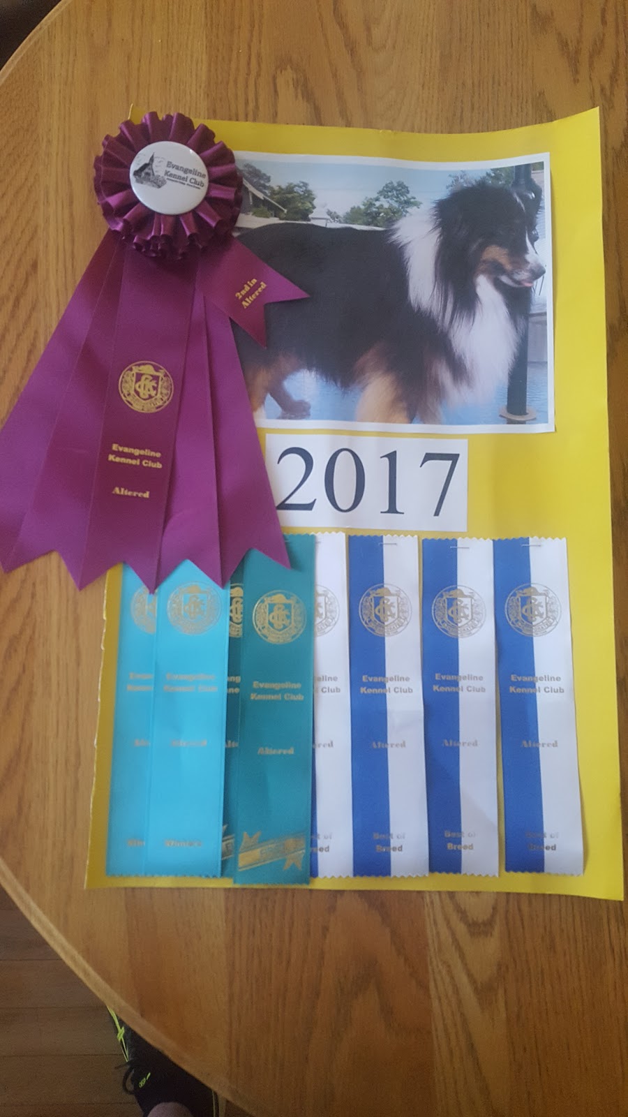 R&H Shelties & Pet Grooming | 148 Granville St, Bridgetown, NS B0S 1C0, Canada | Phone: (902) 588-2016