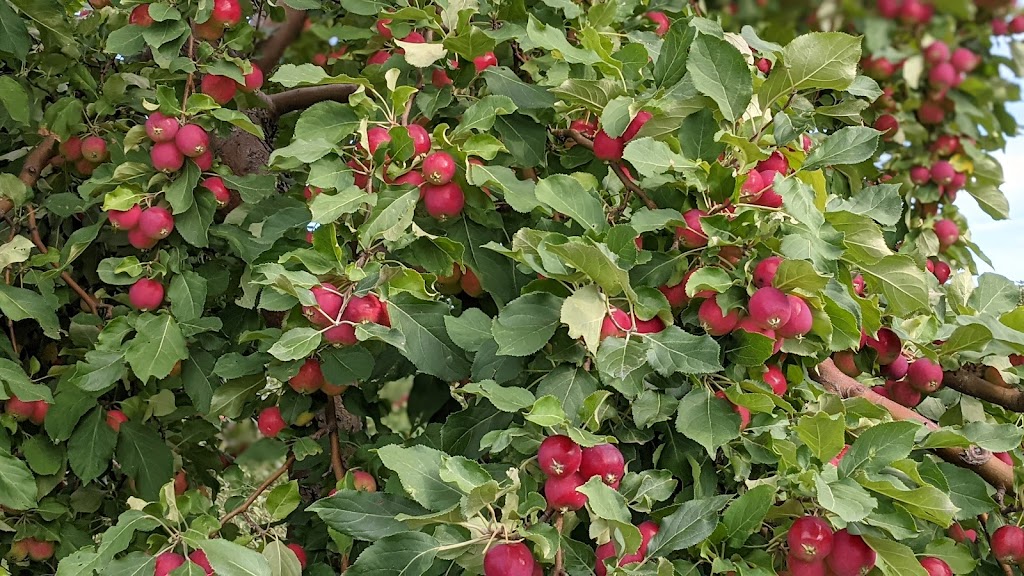 Jude-Pomme | 223 Rang Sainte-Sophie, Oka, QC J0N 1E0, Canada | Phone: (450) 479-6080