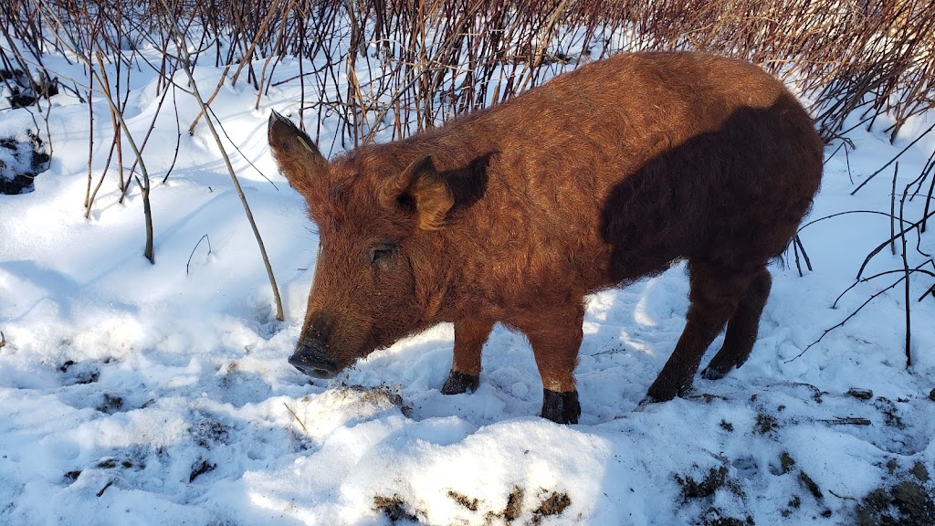 Terra-mangalica | 1503 Rue Wellington S, Sherbrooke, QC J1M 1K8, Canada | Phone: (819) 780-2869