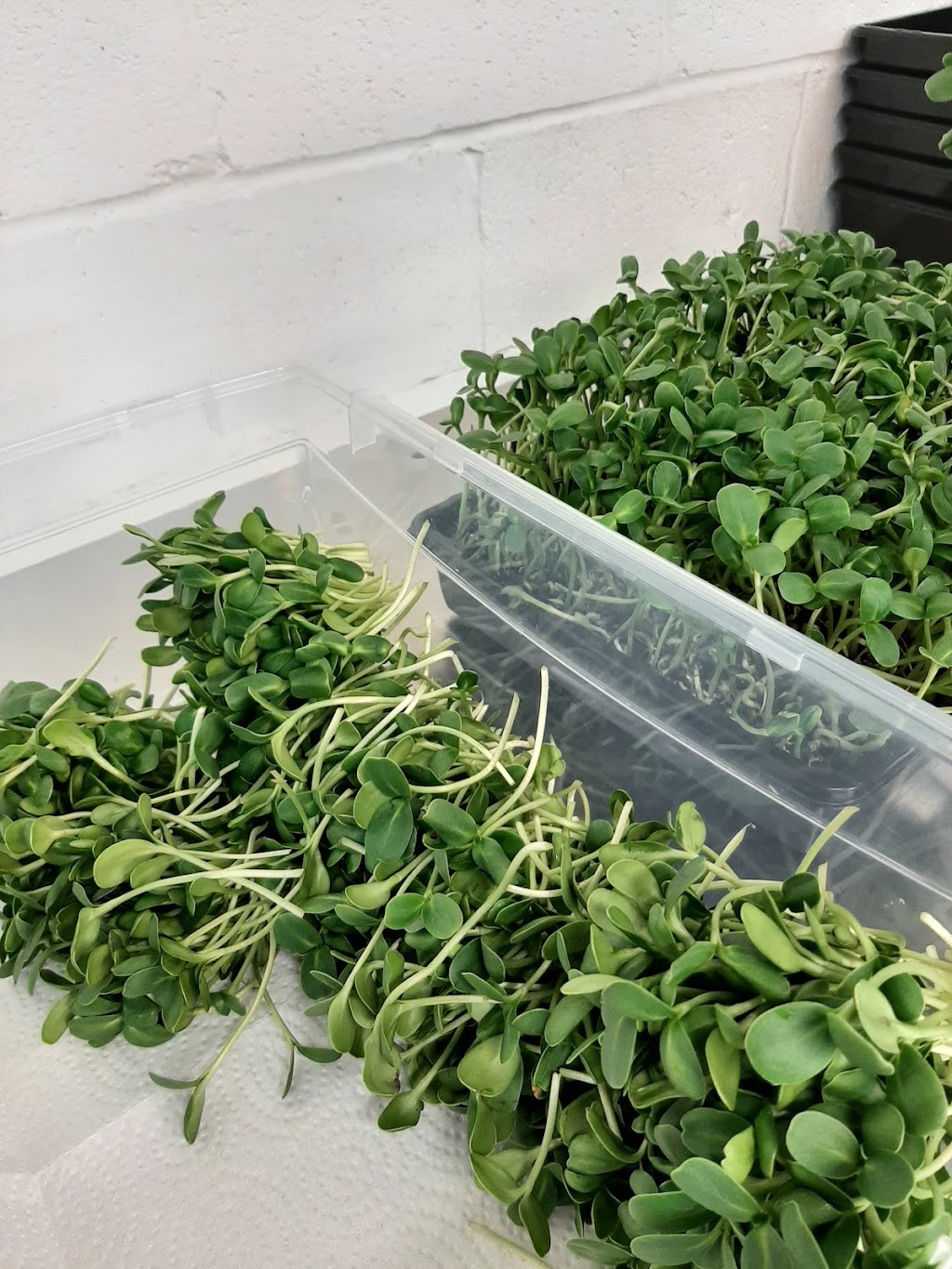 Natures Roots | 624 Welland Ave, St. Catharines, ON L2M 5V6, Canada | Phone: (905) 641-5495