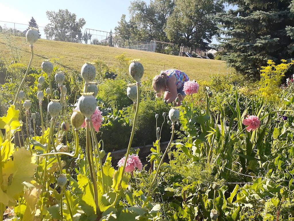 South Calgary Outdoor Pool | 3130 16 St SW, Calgary, AB T2T 4G7, Canada | Phone: (403) 221-3513