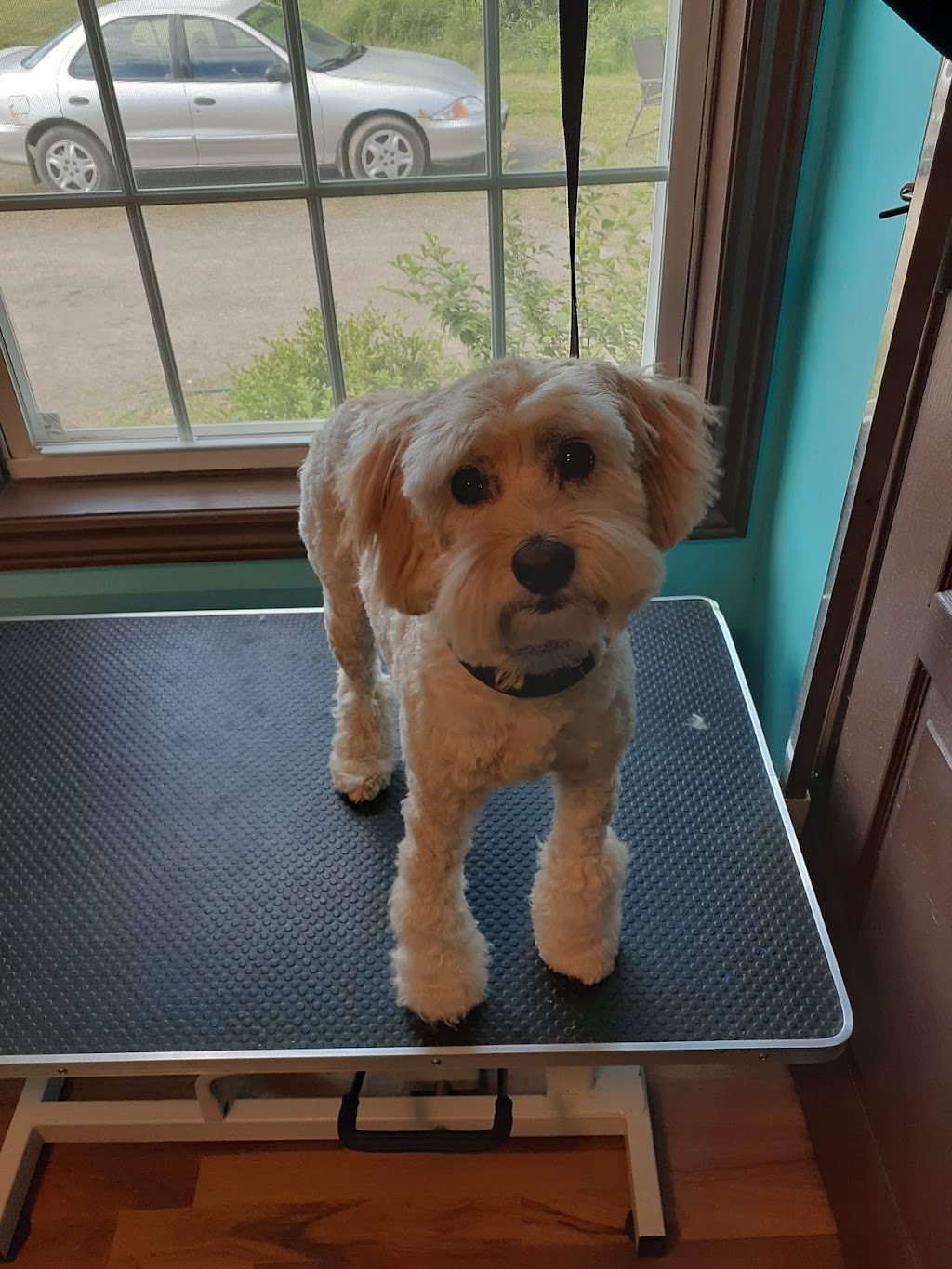 Hot Diggity Dog Grooming | 2160 Route 106, Allison, NB E1G 4L1, Canada | Phone: (506) 232-5934