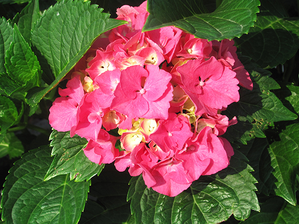 Wayside Landscaping & Nursery | 8962 Porter Rd, Niagara Falls, NY 14304, USA | Phone: (716) 297-3811