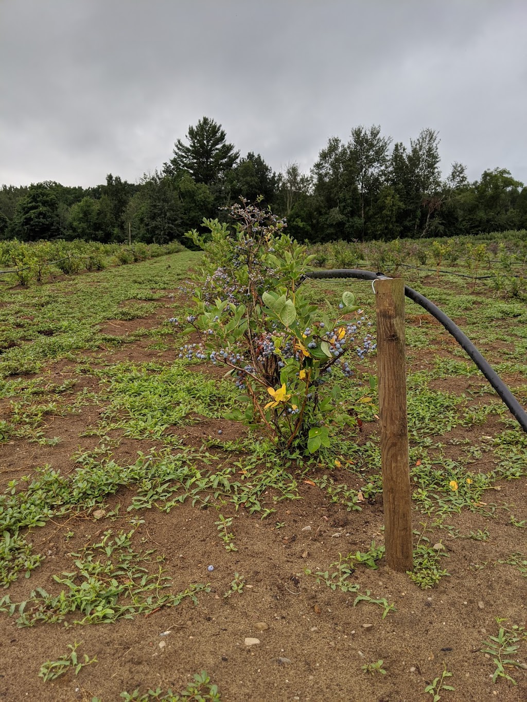 Bayfield Berry Farm | 77697 Orchard Line, Bayfield, ON N0M 1G0, Canada | Phone: (519) 482-1666