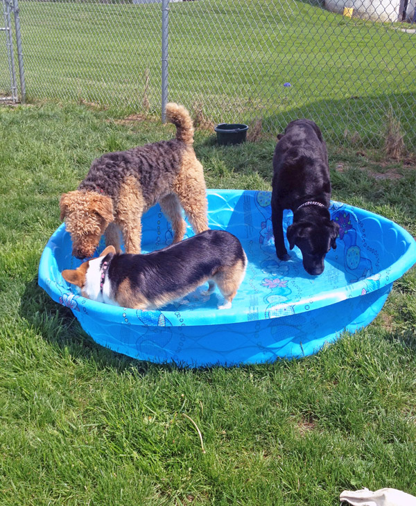 Adelaide Barks Dog Daycare and Boarding | 23550 Highbury Ave N, London, ON N0M 1P0, Canada | Phone: (519) 854-1214