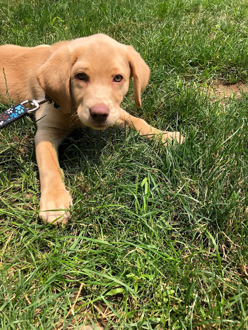 Hazelstone Labrador Fur Babies | Maplelawn Dr, St. Jacobs, ON N0B 2N0, Canada | Phone: (226) 868-5558
