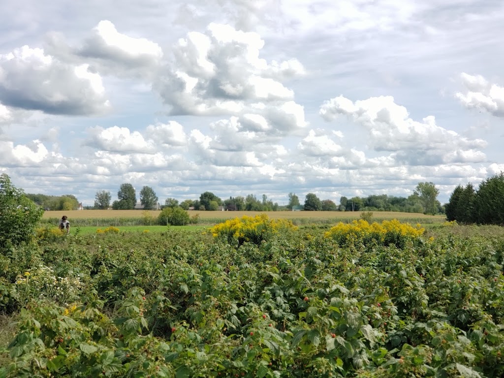 Fraisiere Du Verger Pierre | 375 Rang de la Montagne, Mont-Saint-Grégoire, QC J0J 1K0, Canada | Phone: (450) 347-6336