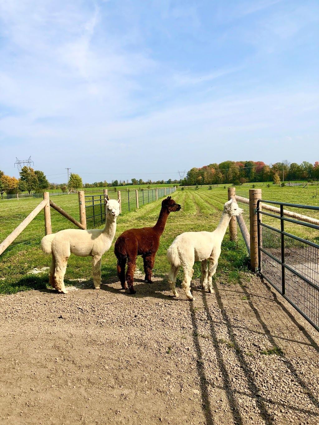 Copper Line Alpacas | 4835 Appleton Side Rd, Almonte, ON K0A 1A0, Canada | Phone: (613) 793-6000