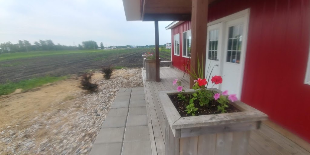 Schriemer Family Farm | 33096 Rat River Rd, Otterburne, MB R0A 1G0, Canada | Phone: (204) 981-8191