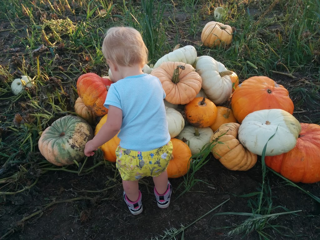 Big Rock Berry Farm | 51310 Range Rd 261 #3, Spruce Grove, AB T7Y 1B5, Canada | Phone: (780) 886-3387