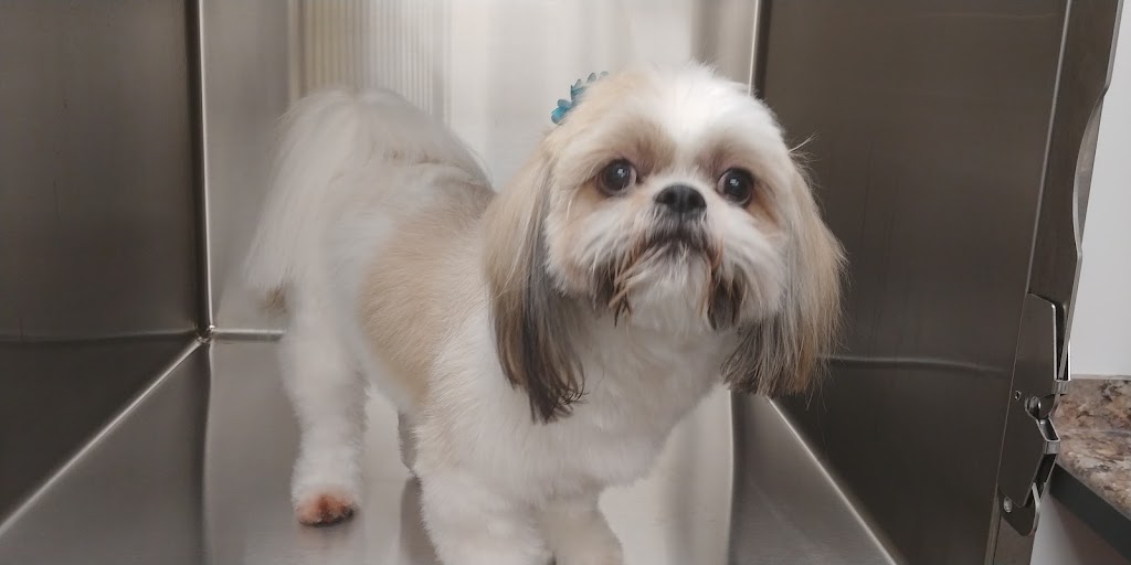 Tip-Top Tailz Pet Spa | 3928 Claxton Loop SW, Edmonton, AB T6W 1Y6, Canada | Phone: (780) 880-9864