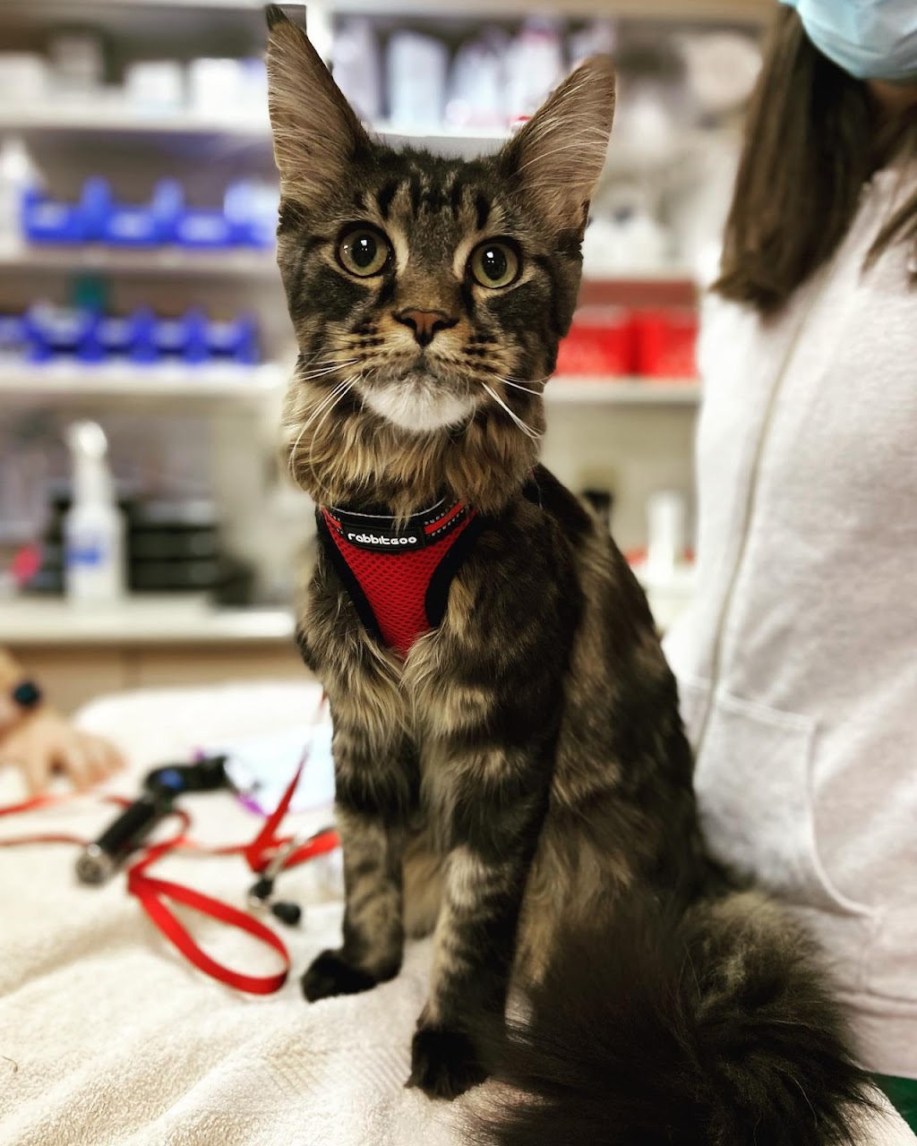 Campbell River Veterinary Hospital | 2566 S Island Hwy, Campbell River, BC V9W 1C6, Canada | Phone: (250) 923-4292