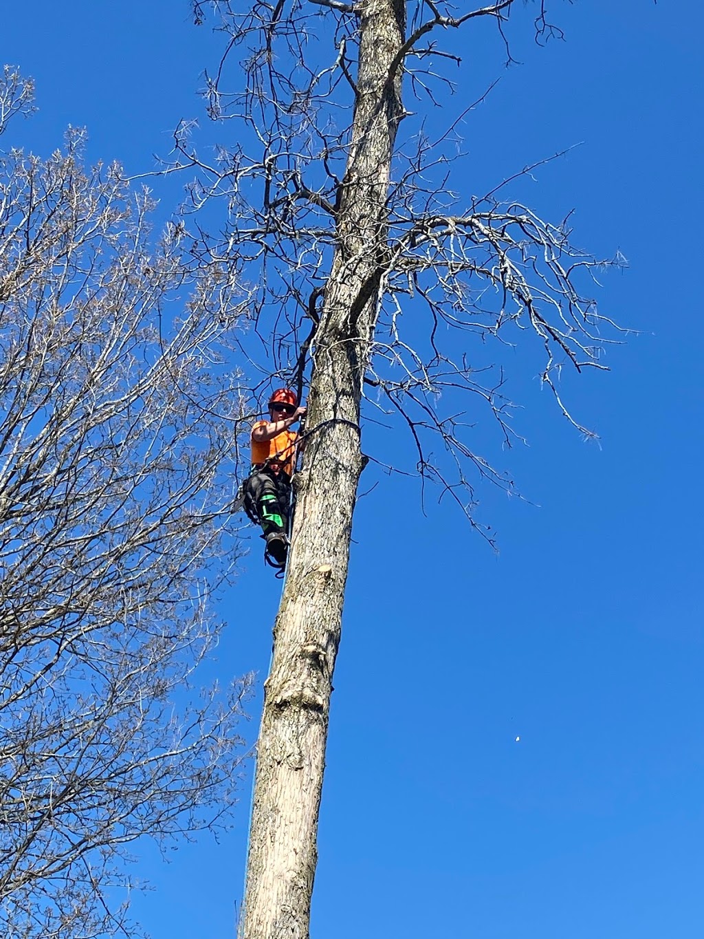 Foley Tree Service | 212 Sagers Corners Rd, Stirling, ON K0K 3E0, Canada | Phone: (613) 902-7464