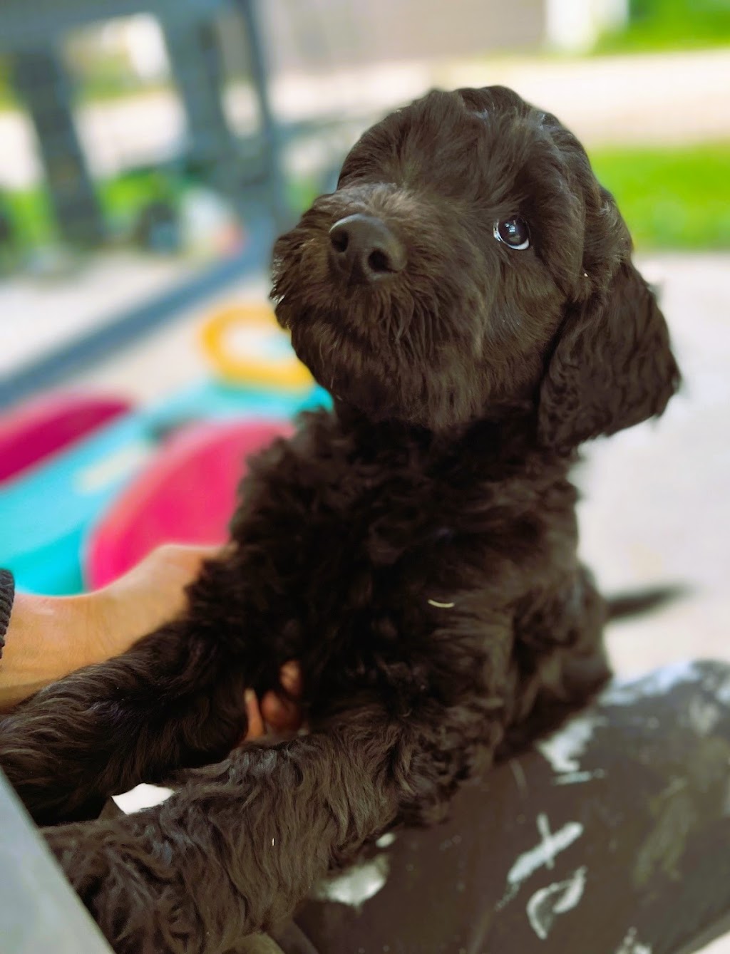 Garden Doodles | 383819 Salford Rd, Salford, ON N0J 1W0, Canada | Phone: (519) 788-1377
