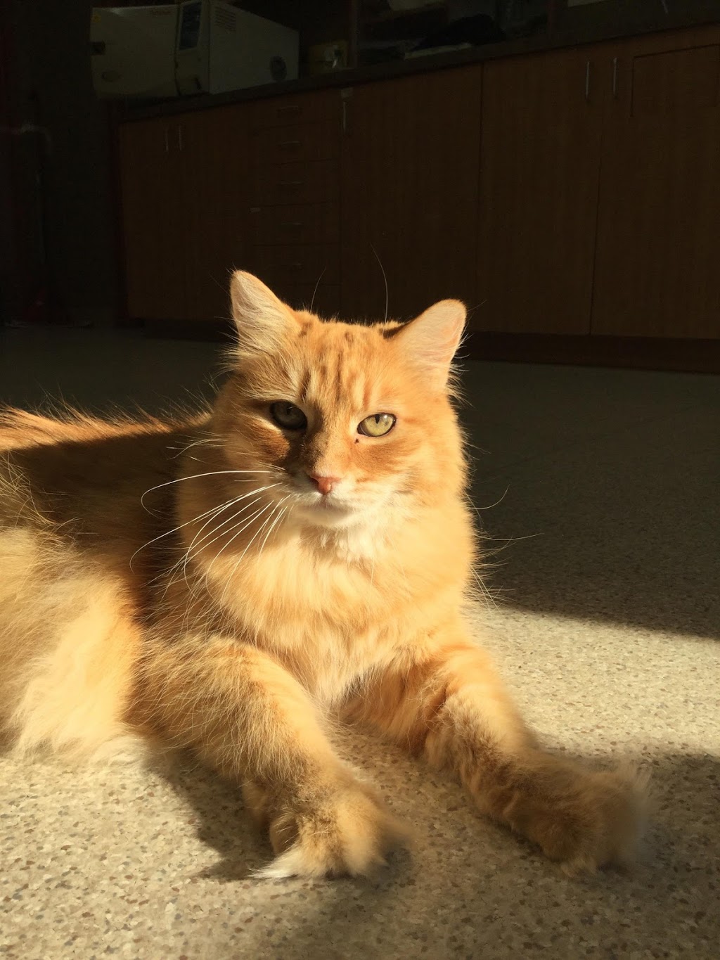 Poirier OBrien Veterinary Hospital | 410 Boulevard Saint-Jean-Baptiste, Mercier, QC J6R 2B3, Canada | Phone: (450) 692-0777