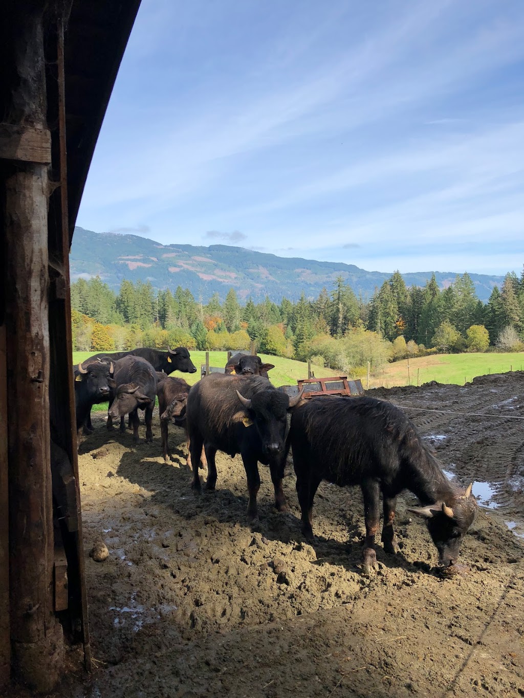 Coleman Meadows Farm | Alberni-Clayoquot D, BC V9Y 8Y9, Canada | Phone: (250) 724-0876