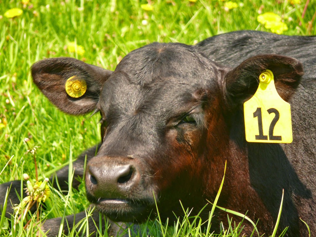 Fairchild Farm | 2091 Concession 8 W, Cambridge, ON N1R 5S2, Canada | Phone: (519) 740-0980