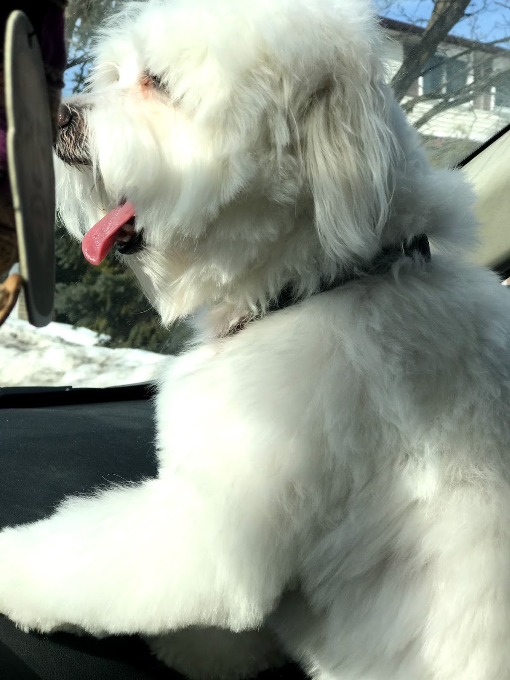 Best Pals Grooming | 6 Shakespeare Crescent, Barrie, ON L4N 6C4, Canada | Phone: (705) 739-1965