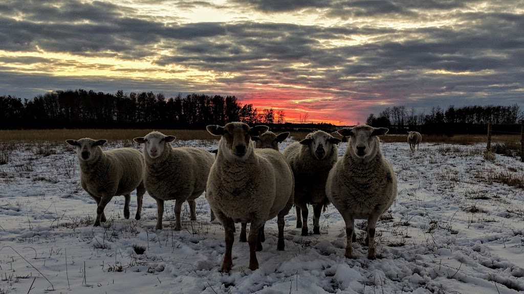 Haynestock Farms | Box 627, Ituna, SK S0A 1N0, Canada | Phone: (306) 621-0908