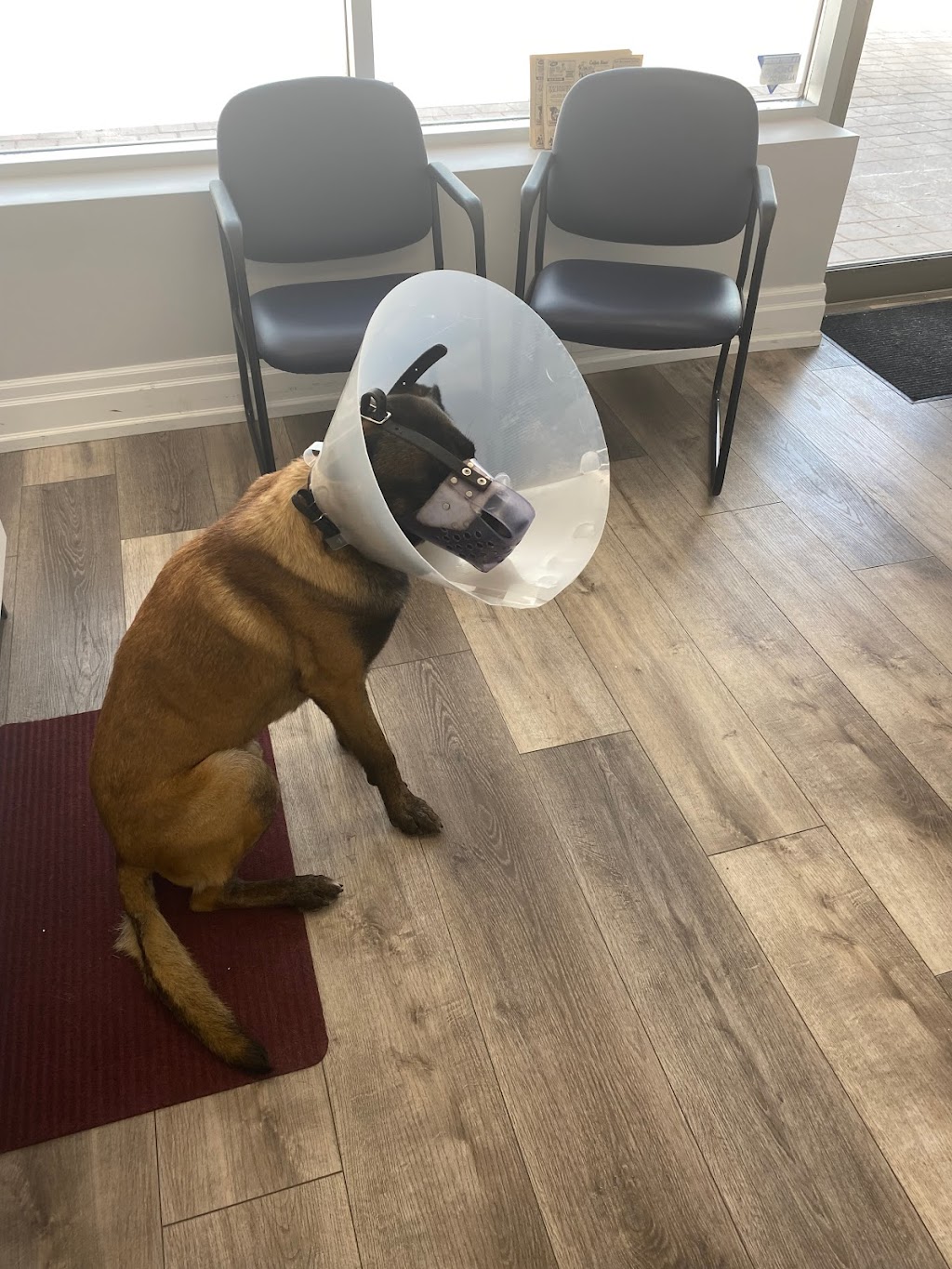 Parkside Animal Hospital | 115 Hamilton St N Unit 2, Waterdown, ON L8B 1A8, Canada | Phone: (289) 895-8985