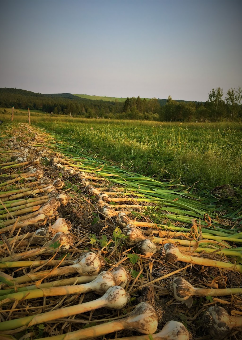 Ferme Aux coureurs des champs | 5298 Bd Frontenac E, Thetford Mines, QC G6H 4H1, Canada | Phone: (418) 341-0527