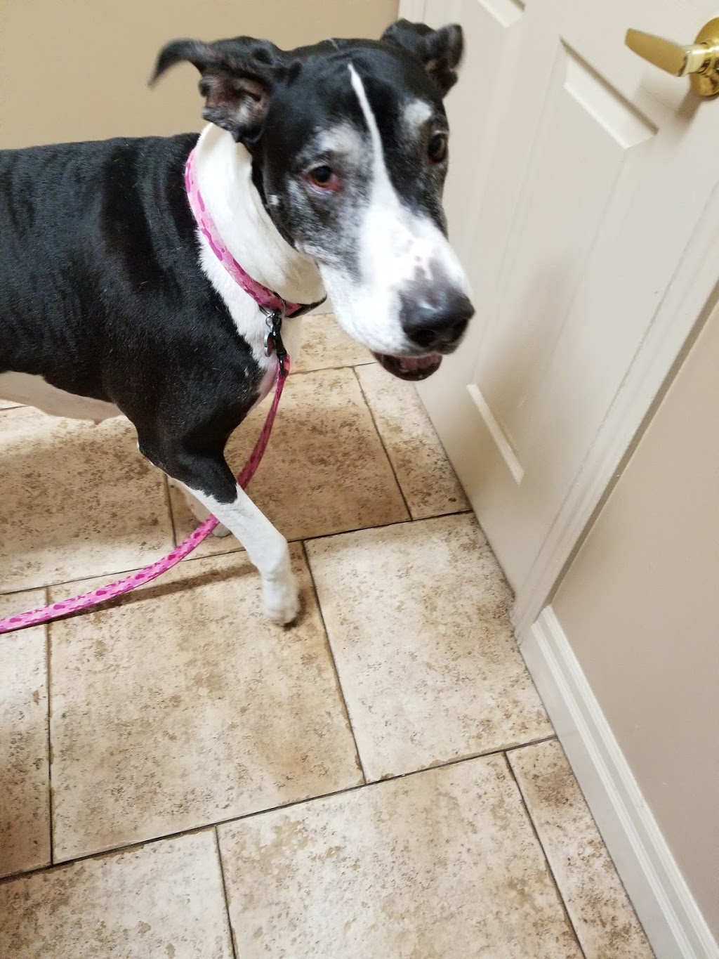 Walden Animal Hospital | 11 White Rd, Lively, ON P3Y 1C3, Canada | Phone: (705) 692-4446