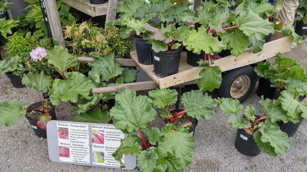 Niagara Nurseries | 1643 Niagara Regional Rd 81, St. Catharines, ON L2R 6P7, Canada | Phone: (905) 682-4783