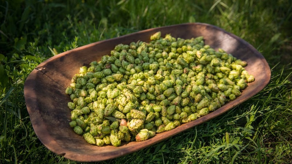 Pleasant Valley Hops | 18683 Loyalist Pkwy, Hillier, ON K0K 2J0, Canada | Phone: (613) 921-1362
