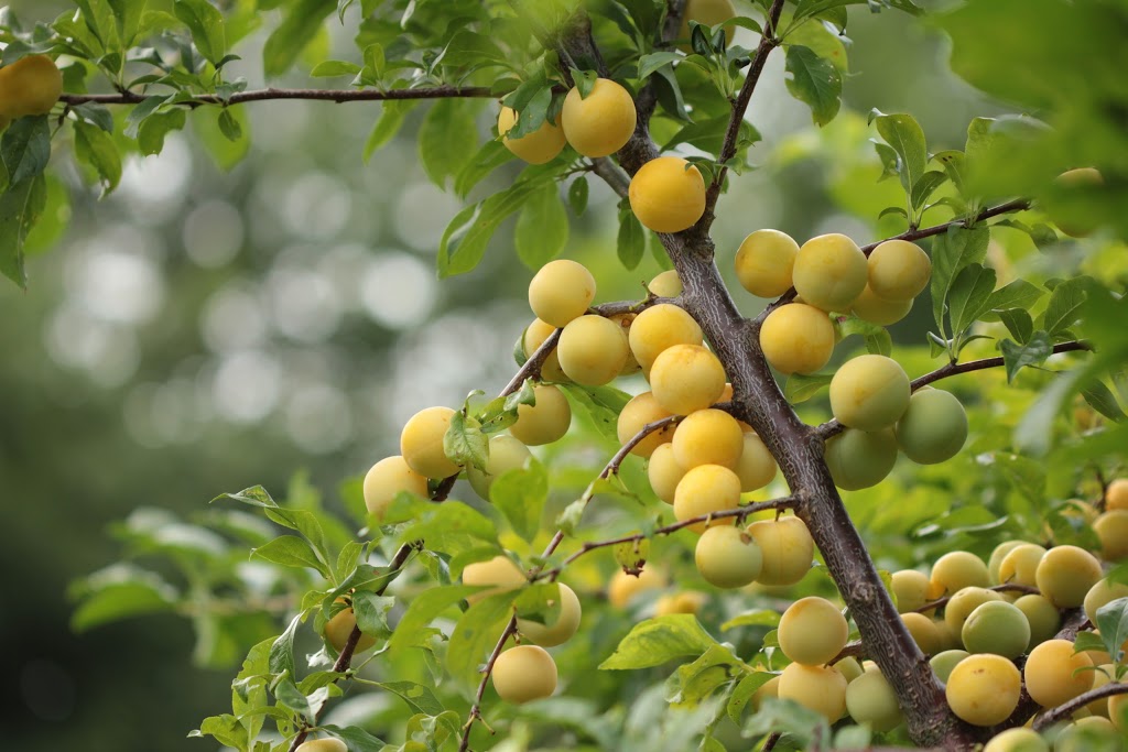 Pépinière Aux Arbres Fruitiers | 5094 QC-125, Rawdon, QC J0K 1S0, Canada | Phone: (514) 418-4109