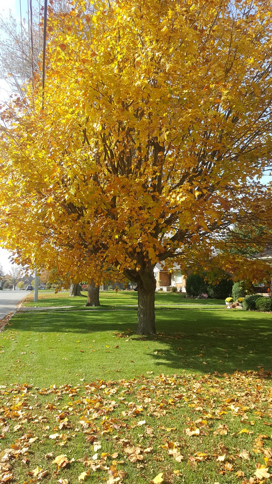 East Ward Park | 334 Elgin St E #294, St. Marys, ON N4X, Canada