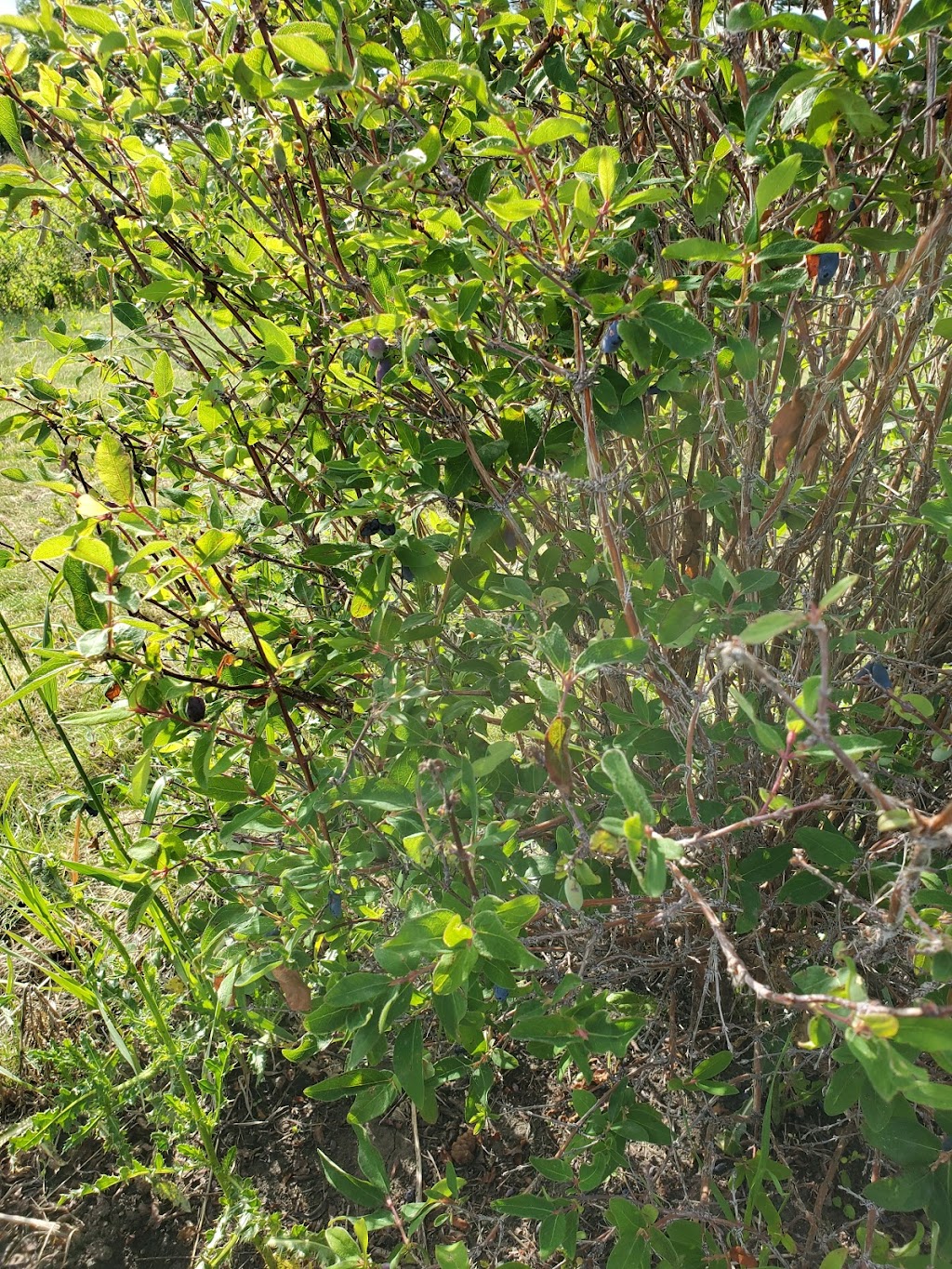 Pleasant View U Pick Berries | Site 2 Comp 6 RR#1, Crossfield, AB T0M 0S0, Canada | Phone: (403) 946-5400