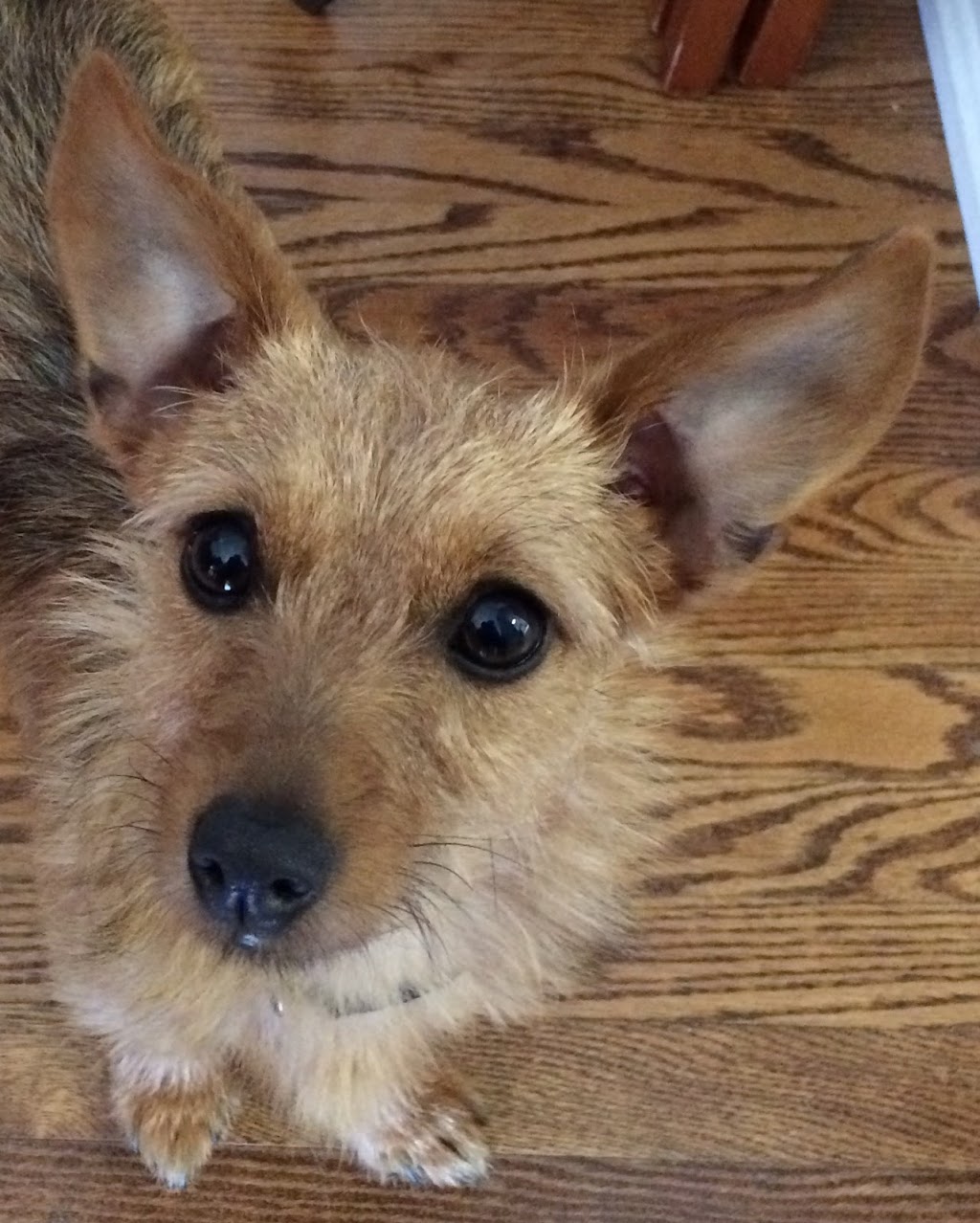 Animal Clinic Of Brooklin | 105 Winchester Rd W, Whitby, ON L1M 1B5, Canada | Phone: (905) 655-3811