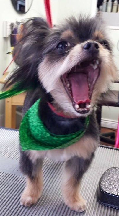 Fetching Fur Dog Grooming | 34517 Pearl Ave, Abbotsford, BC V2S 2V7, Canada | Phone: (604) 853-3647