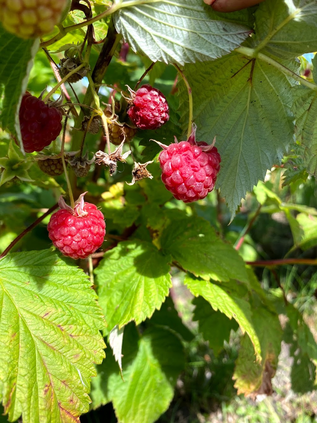 Horse Hill Berry Farm | 3203 211 Ave NE, Edmonton, AB T5Y 6P1, Canada | Phone: (780) 245-4930