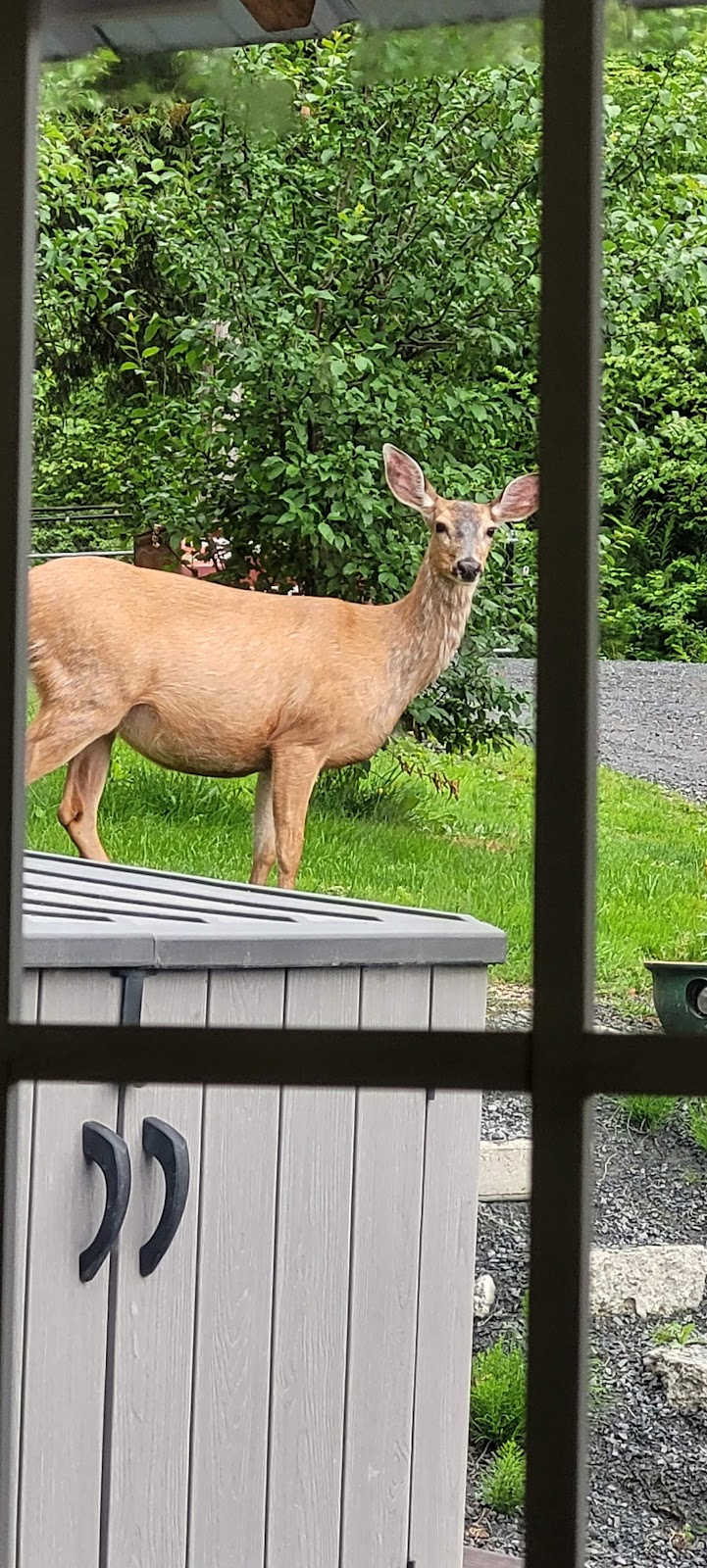 Five Cedars Campground | 51521 Chilliwack Lake Rd, Chilliwack, BC V4Z 1A7, Canada | Phone: (604) 866-8920