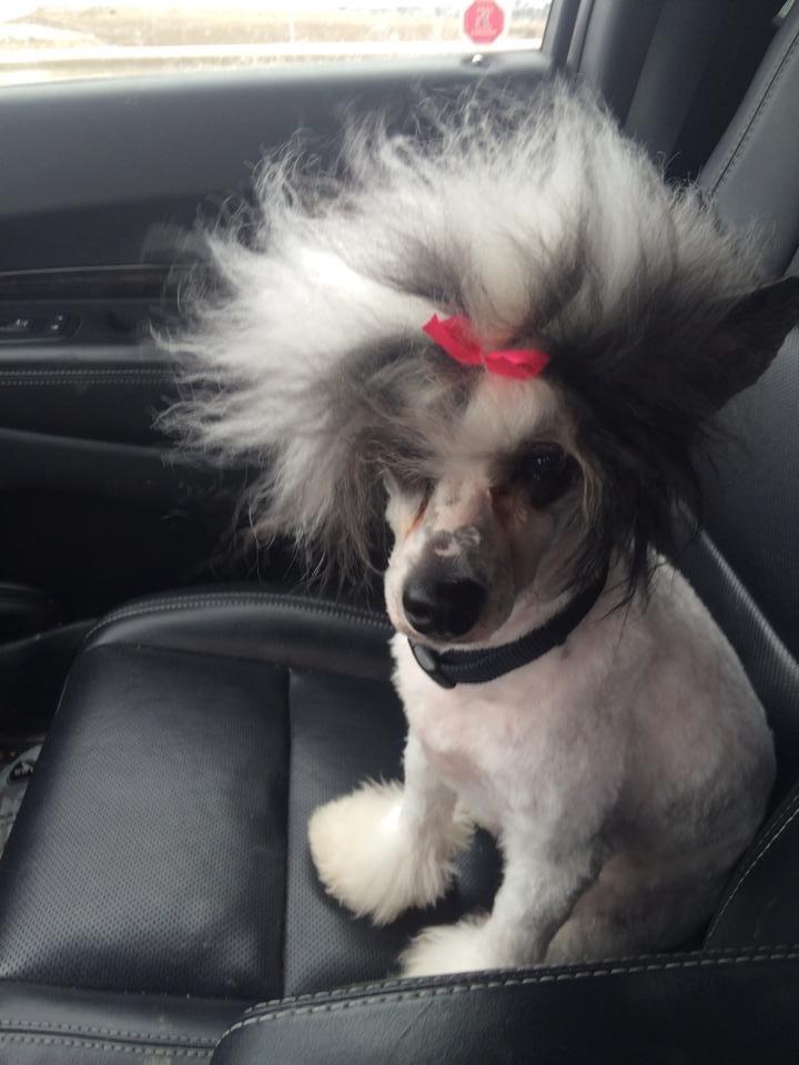 Fur Designs By Ashley | Se, Cranford Dr SE, Calgary, AB T3M 1Z4, Canada | Phone: (403) 551-9002
