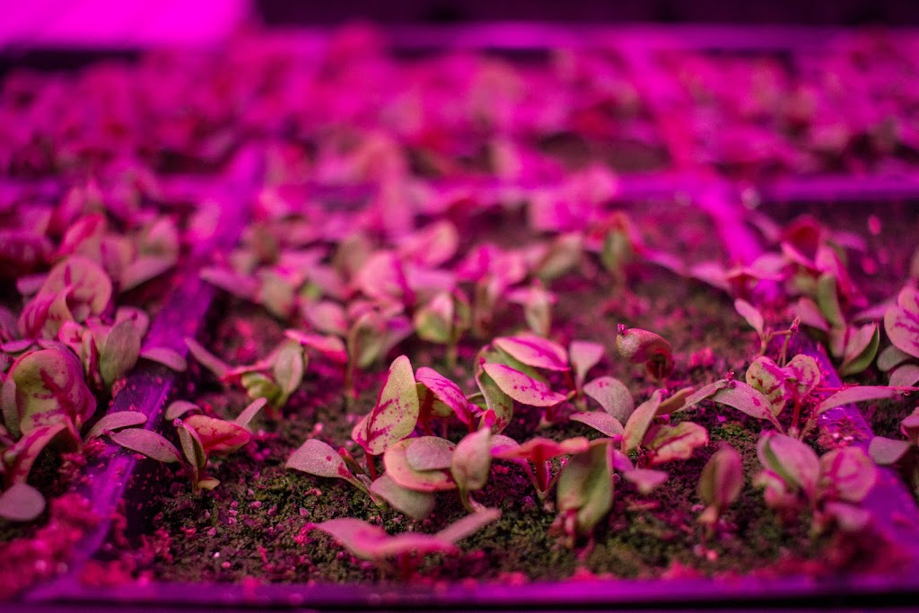 GoodLeaf Farms | 90 Research Dr, Bible Hill, NS B6L 2R2, Canada | Phone: (800) 489-0087