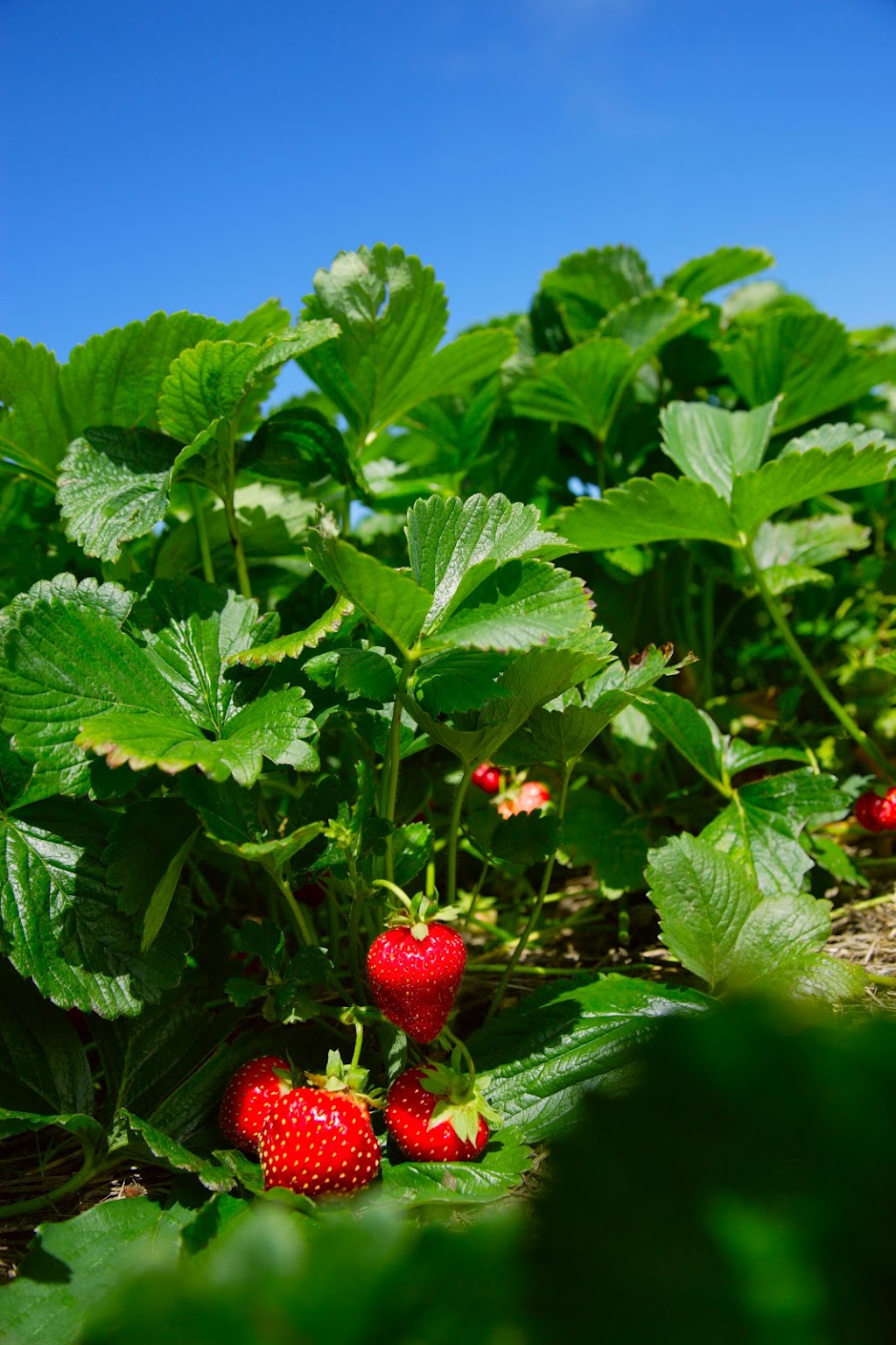 Field Stone Fruit Wines | Strathmore, AB T1P 1J6, Canada | Phone: (403) 934-2749