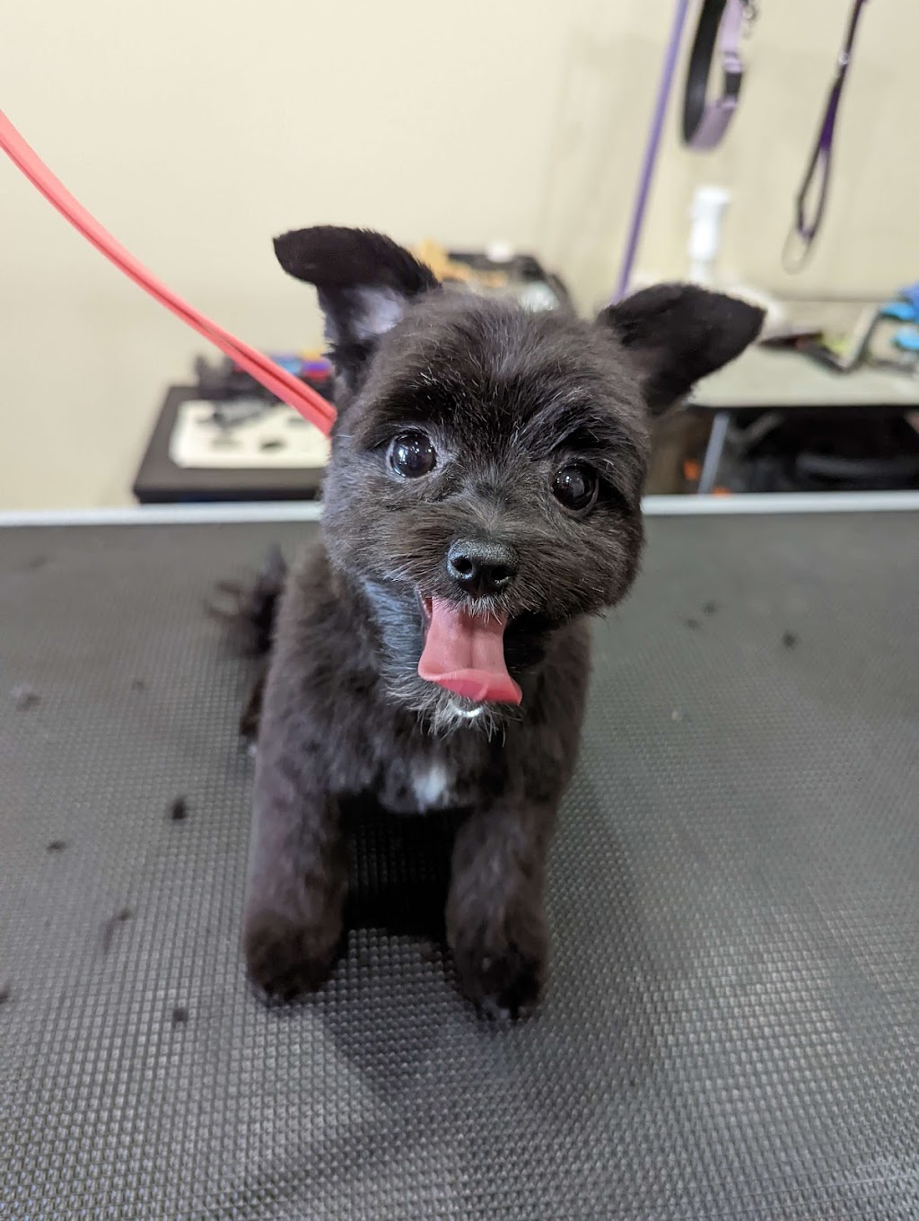 CCs Pet Spaw | 1124 Fern Ridge Dr, Mill Bay, BC V0R 2P2, Canada | Phone: (250) 686-8260