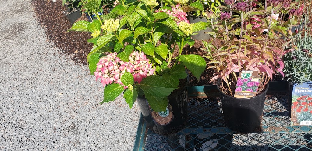 Hope Garden Centre | 21400 Trans-Canada Hwy, Hope, BC V0X 1L3, Canada | Phone: (604) 750-8152