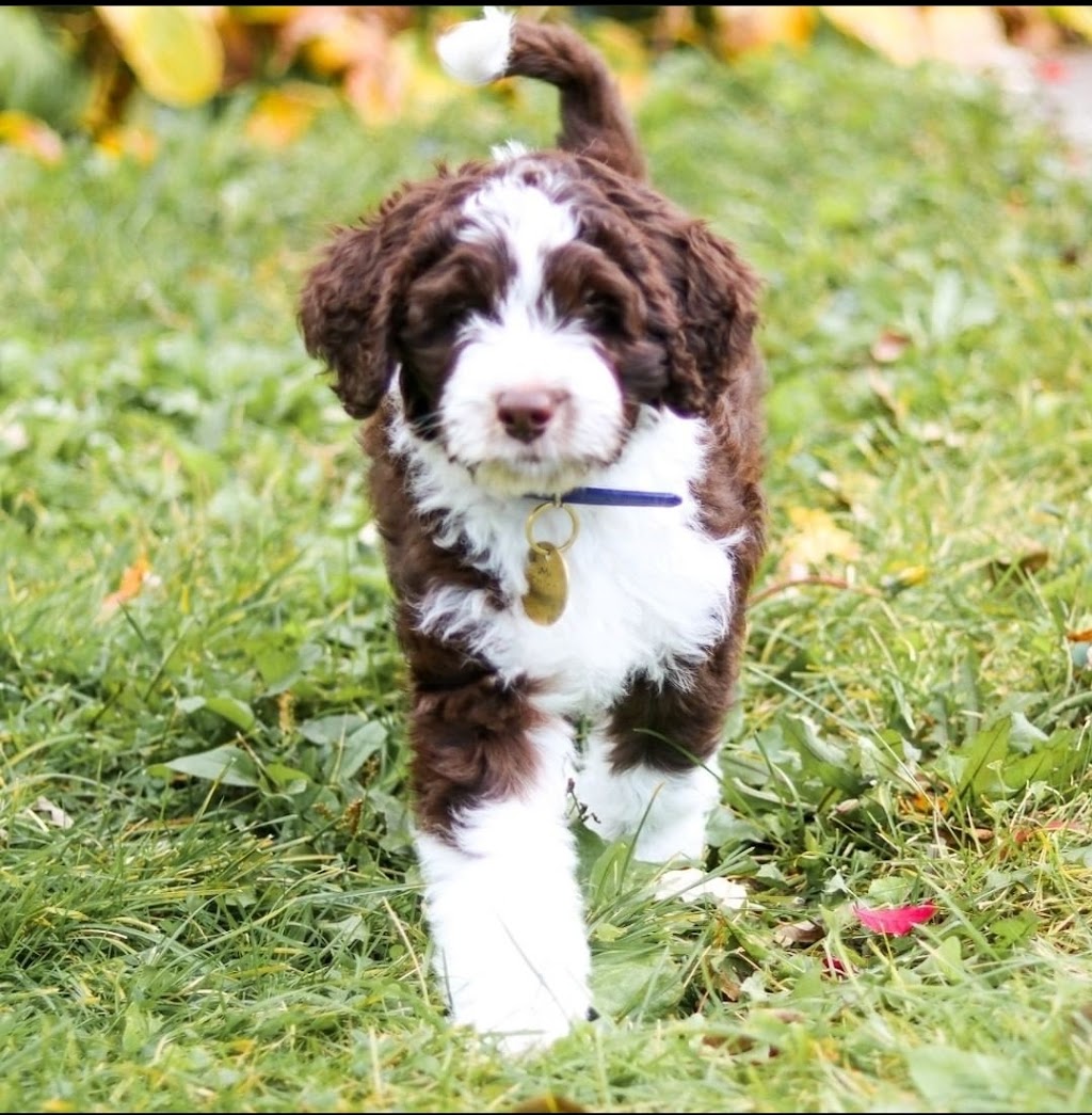 K and L Aussies | 683328 Rd 68, Thamesford, ON N0M 2M0, Canada | Phone: (226) 234-7692