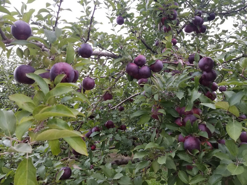 Cidrerie Verger Léo Boutin | 710 Rang de la Montagne, Sainte-Angèle-de-Monnoir, QC J0L 1P0, Canada | Phone: (450) 346-3326