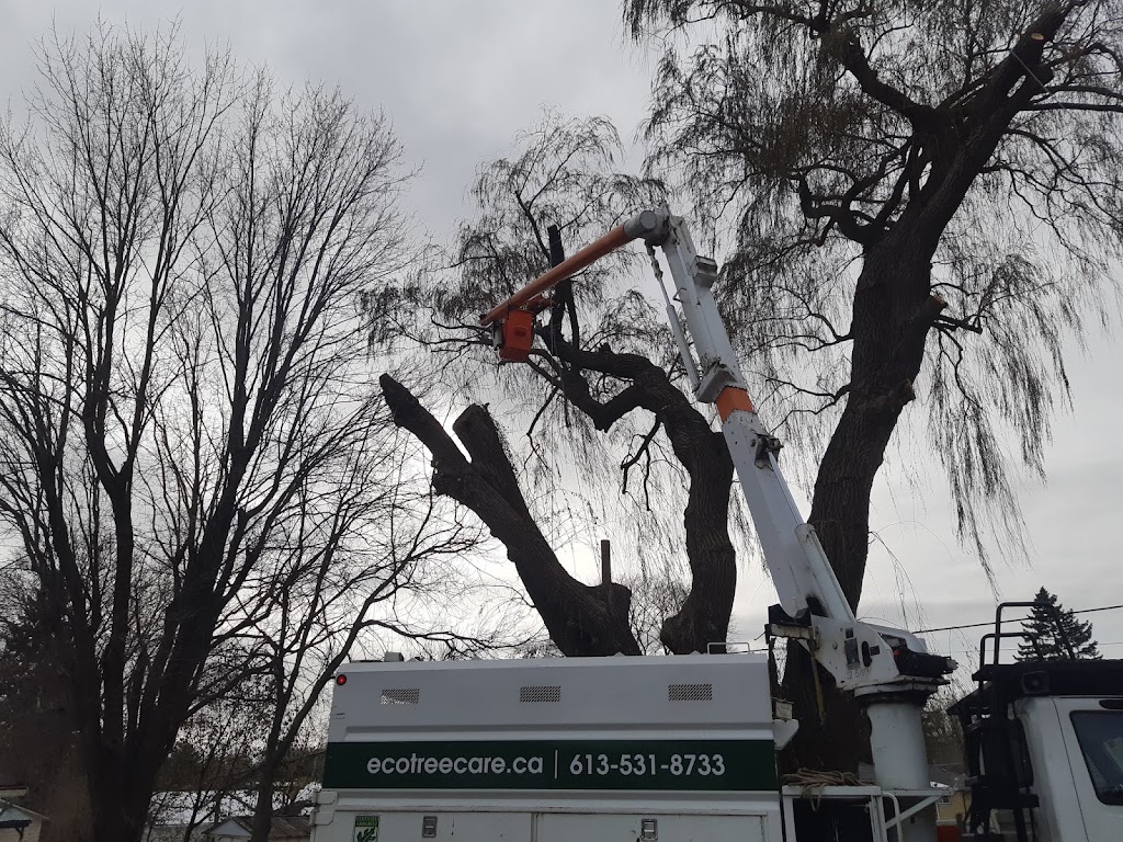 Eco Tree Care | 2375 ON-15, Kingston, ON K7L 4V3, Canada | Phone: (613) 531-8733