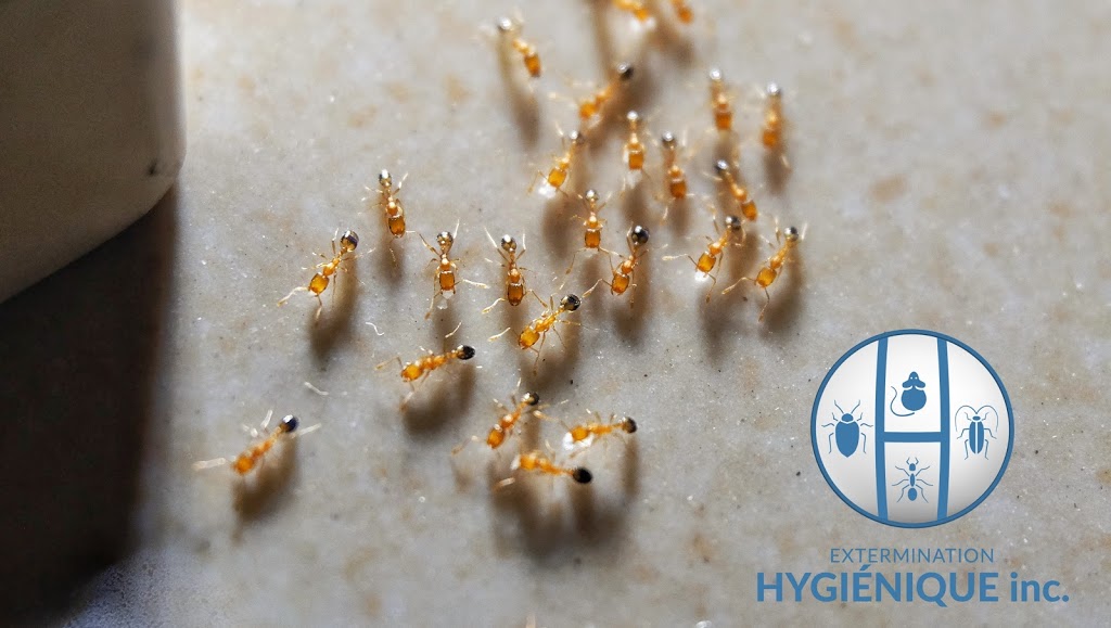 Extermination Hygiénique inc | 3472 Rue Jean Talon, Mascouche, QC J7K 1L9, Canada | Phone: (514) 267-0260