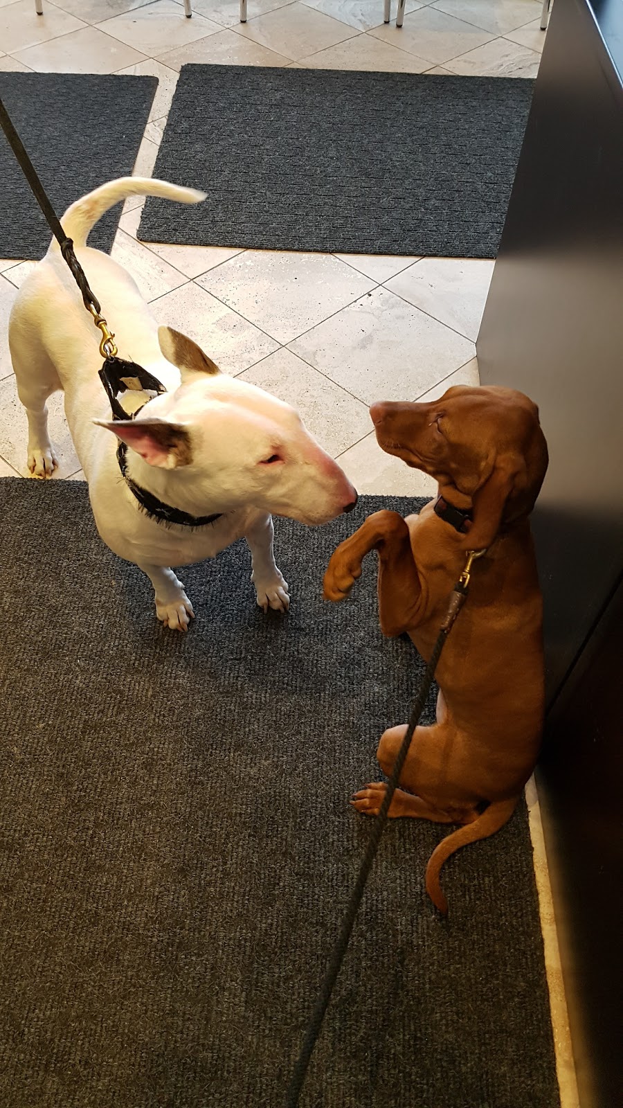 Highland Creek Animal Clinic | 6105 Kingston Rd, Scarborough, ON M1C 1K5, Canada | Phone: (416) 282-9697